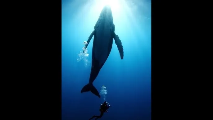 www.海角社区.com - 深蓝星球：探索海洋深处的未知世界